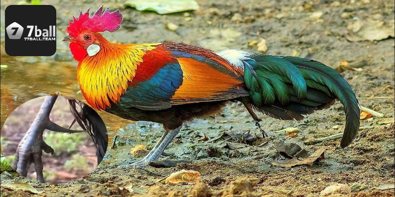 Bí kíp chăm sóc gà rặc giúp chiến kê khỏe mạnh và bền bỉ