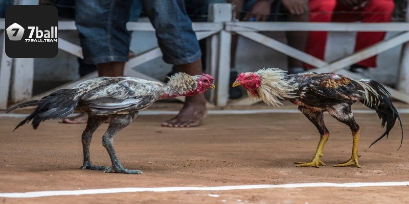 Bí quyết kỹ thuật đỉnh cao của chiến kê gà phi