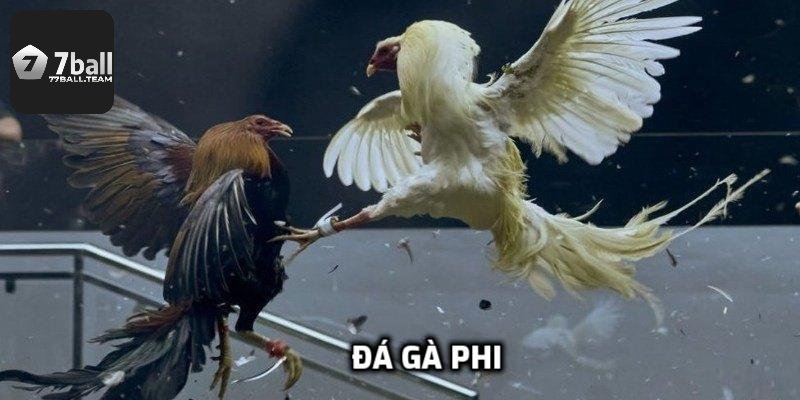 Đá Gà Phi Những Màn Không Chiến Kịch Tính Trên Sàn Đấu