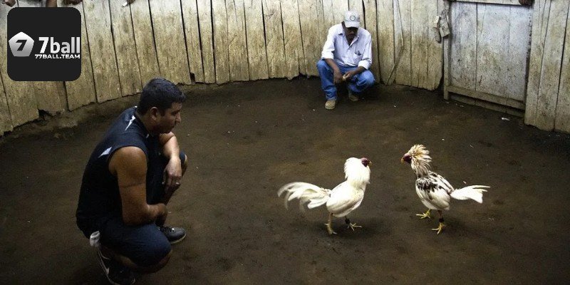 Khái quát sơ lược về đá gà phi