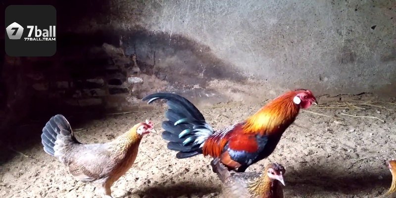 Tiêu chí đánh giá ngoại hình chiến kê rặc chuẩn nhất